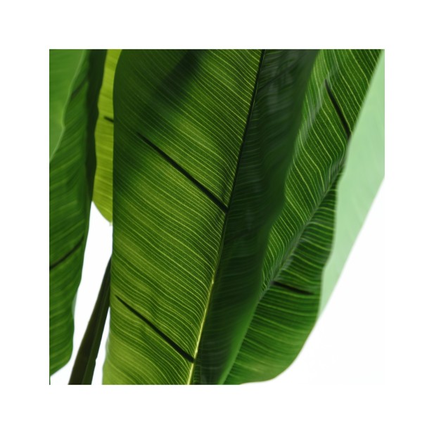 Planta Decorativa BANANERA 220x120...