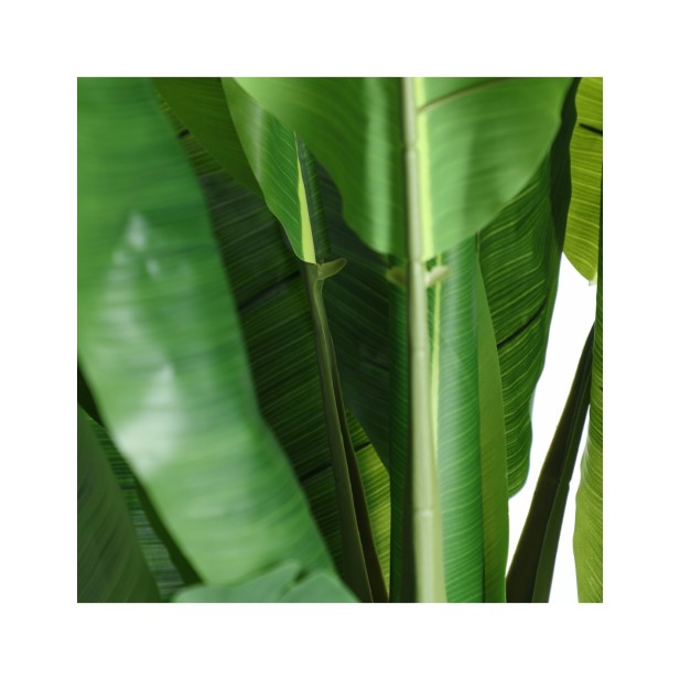 Planta Decorativa BANANERA 220x120...
