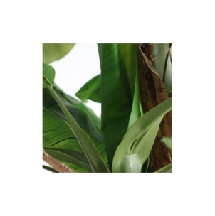 Planta Deco BANANERA 280x120cm, Plástico/Verde- Kodu Home Design 37691 2