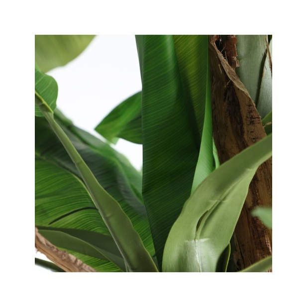 Planta Decorativa BANANERA 280x120...