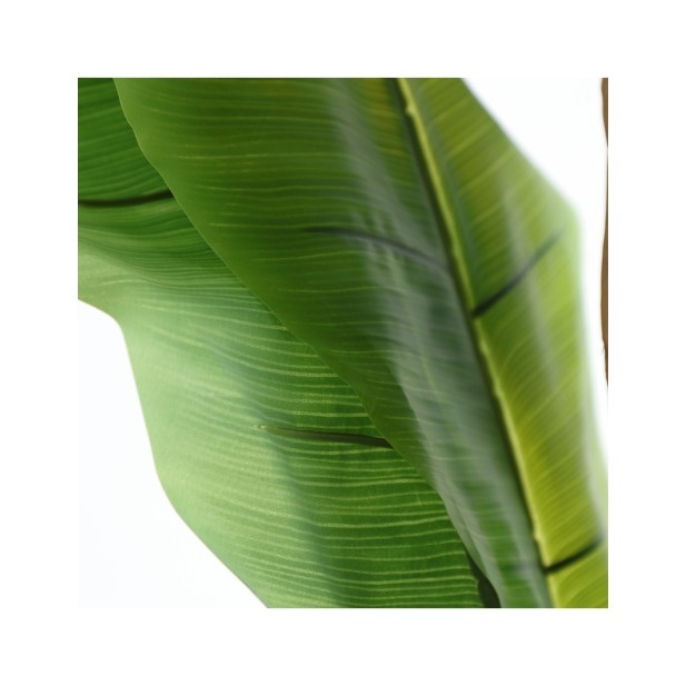 Planta Decorativa BANANERA 280x120...