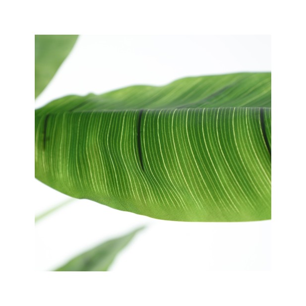 Planta Decorativa BANANERA 280x120...