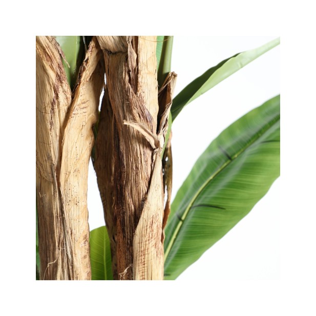 Planta Decorativa BANANERA 280x120...