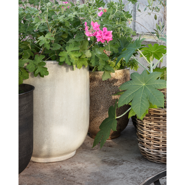 Maceta, HDPho, Turrón - House Doctor