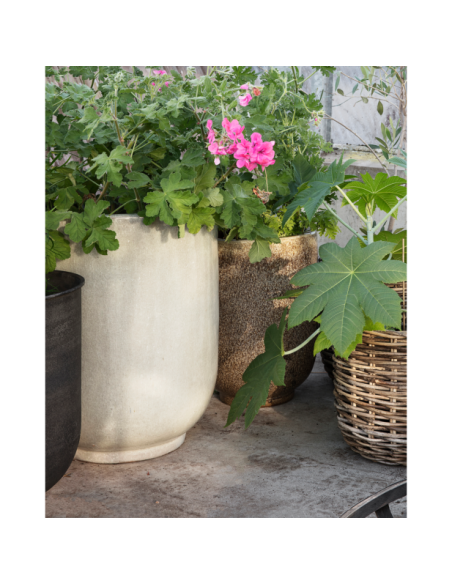 Maceta, HDPho, Turrón - House Doctor